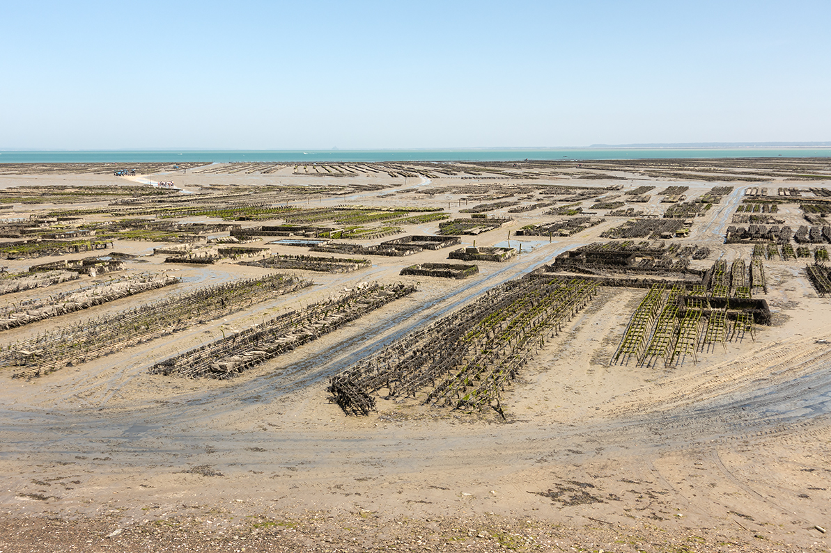 Pacific oyster farm at low tide, Kuvattu Cancalessa, Ranskassa. 2022